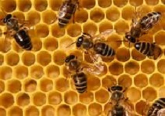 Abeilles 3 240 Abeilles 3 240