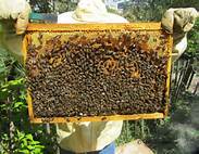 Abeilles 5 Abeilles 5