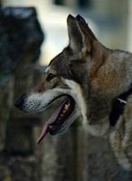loup3 loup3