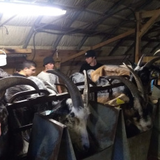 Visite d'une ferme, traite des chèvres