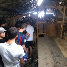 Visite d'une ferme, traite des chèvres