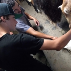 Visite d'une ferme, traite des chèvres