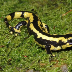 En chemin, nous avons croisé la route d'une salamandre, près de la source