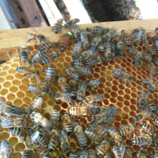 Les abeilles du Prieuré