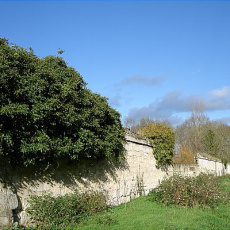 Mur fissuré, envahi par la végétation