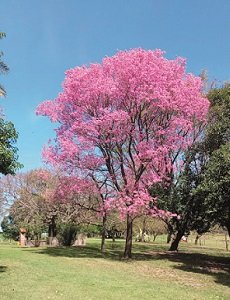 cette photo illustre la dernière phrase de la chronique 230 par 300
